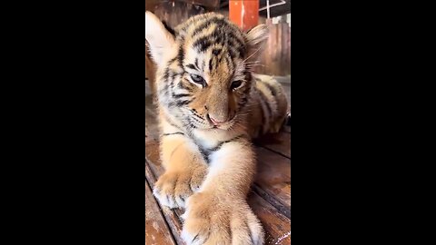A little tiger cub relaxing!