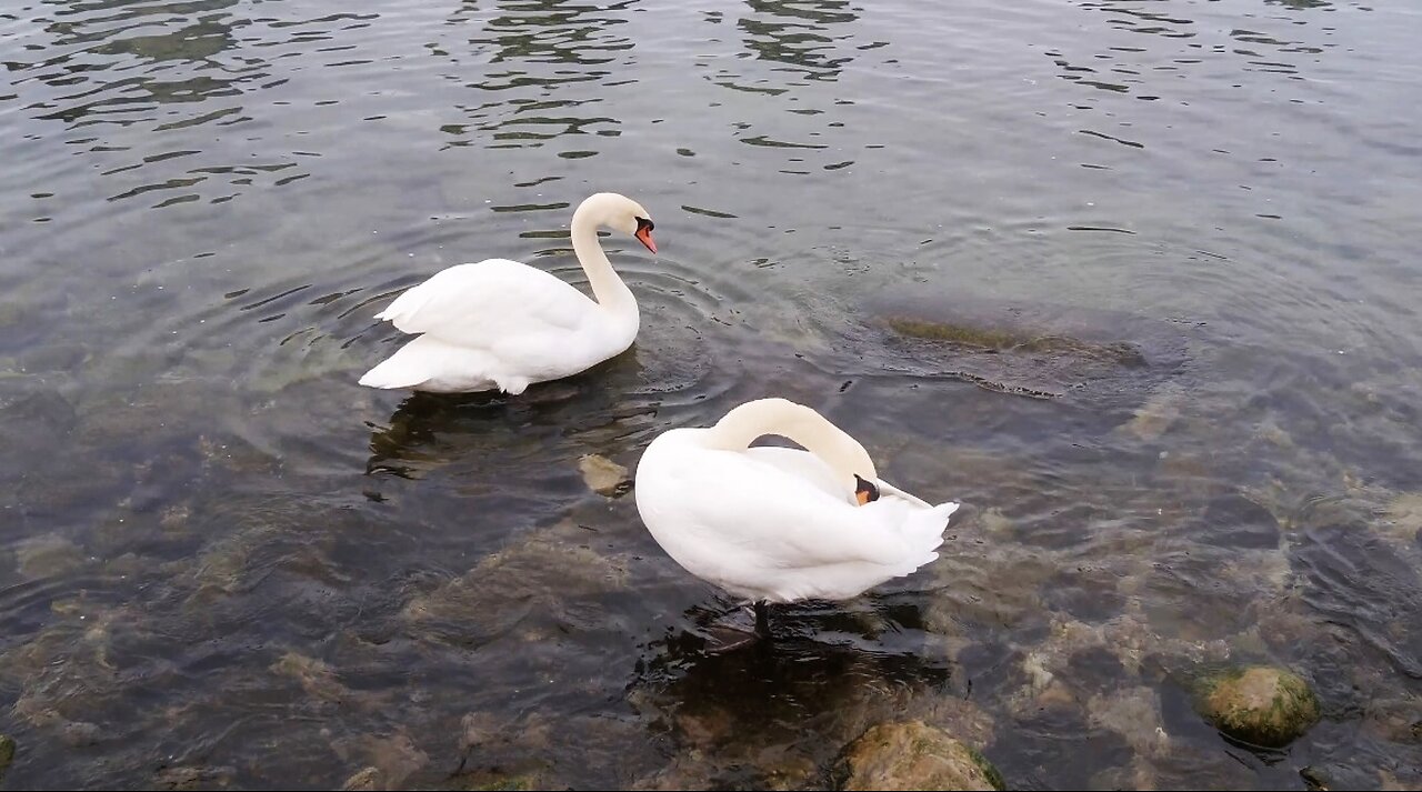 White Swans at Toronto Waterfront Humber Bay