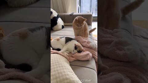 funny animals