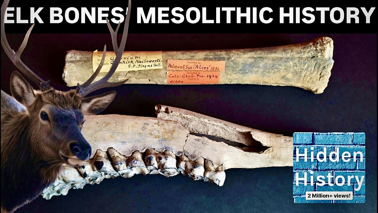 Museum’s overlooked 10,000-year-old elk bones spark new Mesolithic research