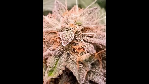Mimosa Cake week 12 day 2