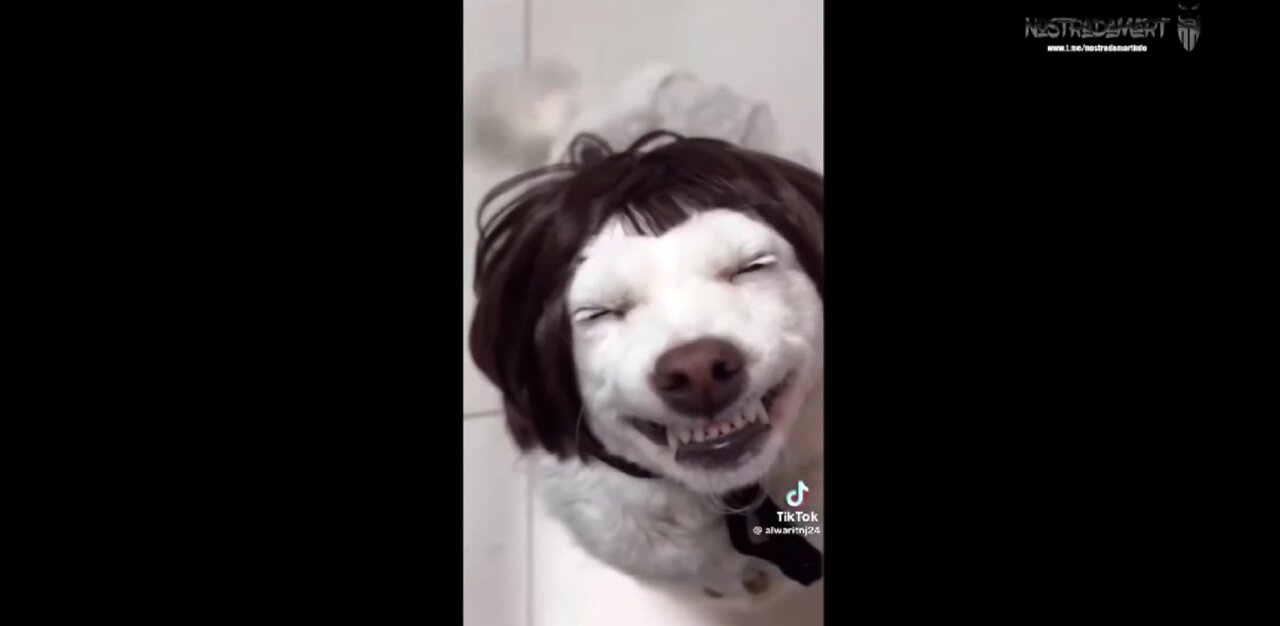 lil' dogo thang