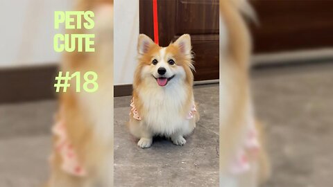 When Pets Interrupt Zoom Calls: The Ultimate Work-From-Home Fails.