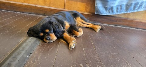 CutieCavaliers