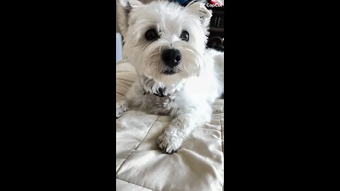 Bella Bella