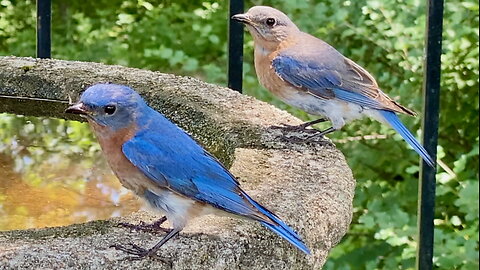 Bluebirds Drinking Water Together