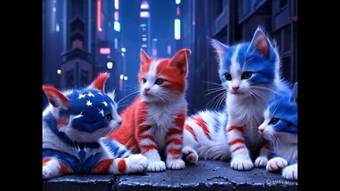 Cute Cat Gif