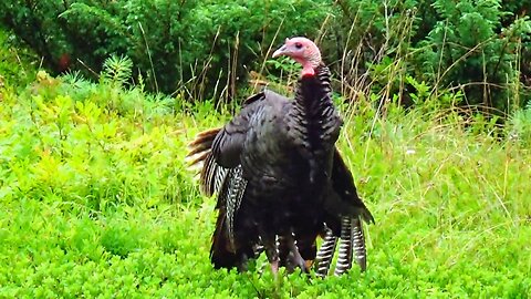 Wild Turkey