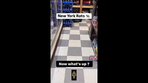 Rodents In New York City...