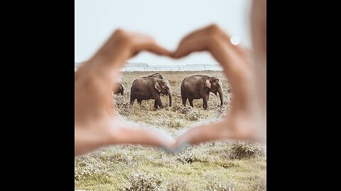 Discover the Beauty of Sri Lanka❤💛🐘✨