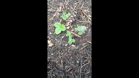 Strawberries not Spanish Moss