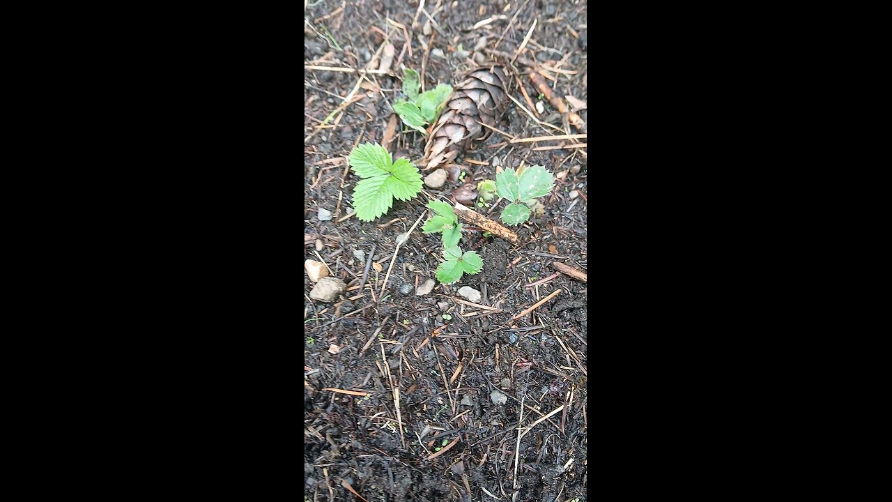 Strawberries not Spanish Moss