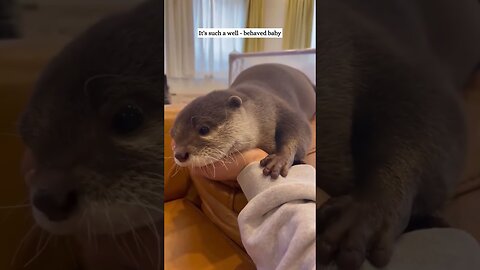Otter jumped in the boat and went to the guys house to live