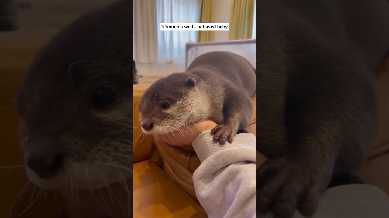 Otter jumped in the boat and went to the guys house to live