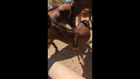 Lil Arabian