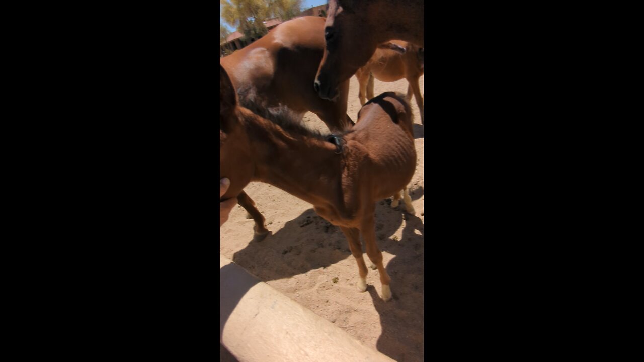 Lil Arabian