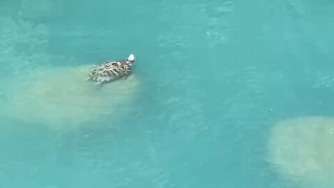 Red-Eared Slider Turtles September 12 2025