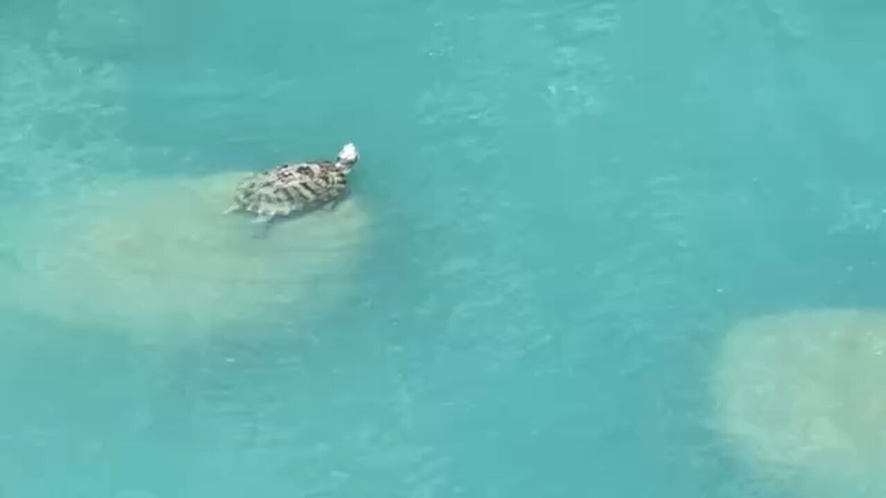 Red-Eared Slider Turtles September 12 2025