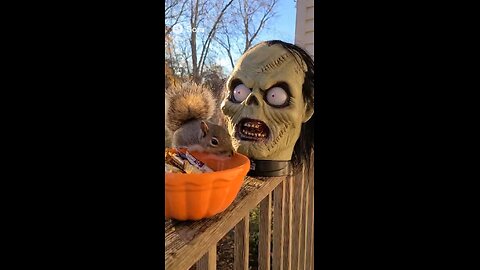 Squirrel Gets Halloween Scare of a Lifetime! 😂💀