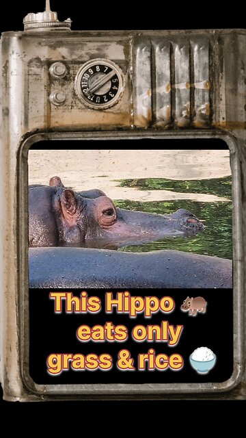 Hippo at Delhi Zoo: 3 Ton Monster in Action! 🦛💦