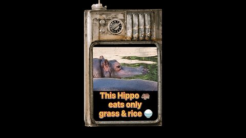 Hippo at Delhi Zoo: 3 Ton Monster in Action! 🦛💦