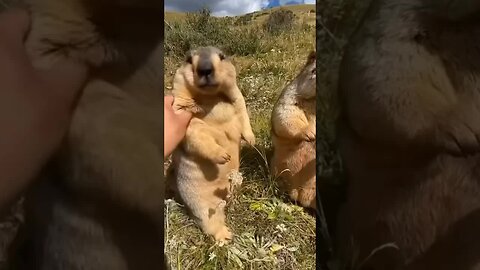 Himalayan Marmots 😍😍