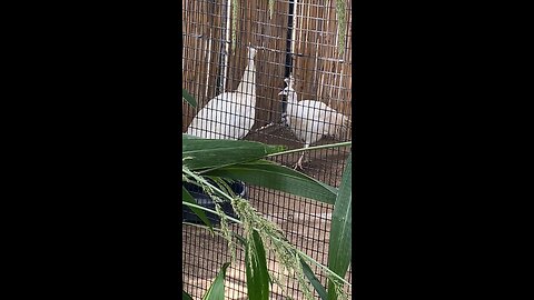 White peacocks 🦚 #peacocks #followme #trending #viral #shorts #peacock