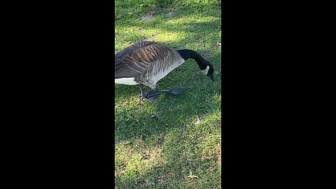 Canada Goose 🪿 canadagoose #goose #followme #viral #trending #shorts