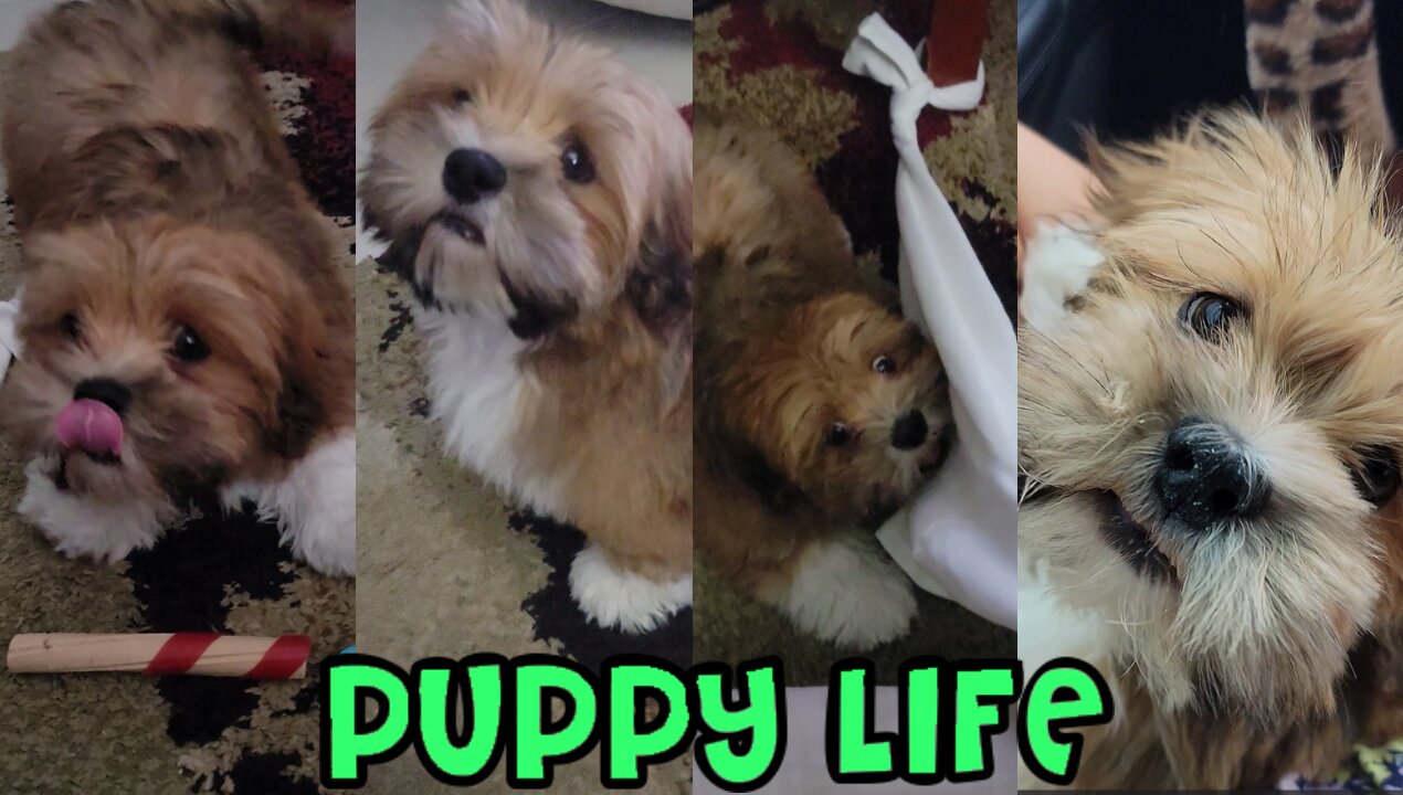 Puppy Life - Hiccups, Toy Hack +More