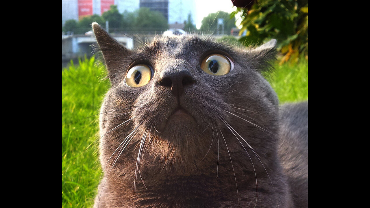 Funny and Cute Cats Collection - Part 34