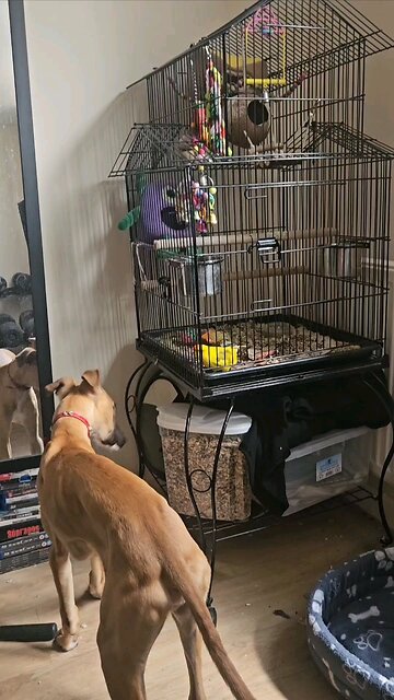 the pets are at it again