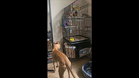 the pets are at it again