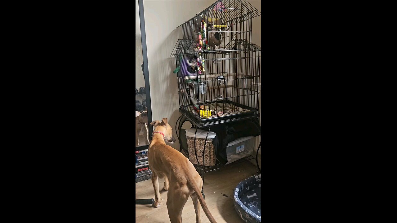 the pets are at it again