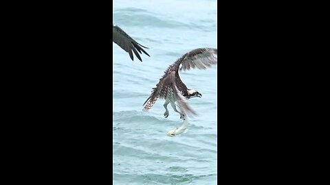 hawek caching fish