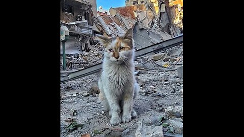 jews to Palestine 2(Fascifist)