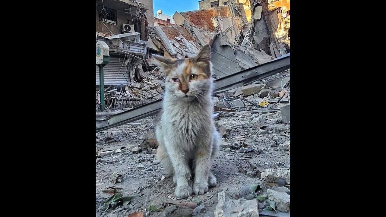 jews to Palestine 2(Fascifist)