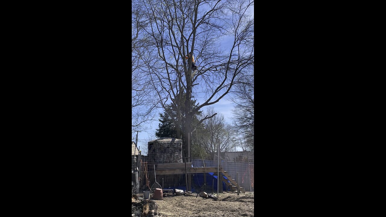 Dimas Velasquez Tree Service 3