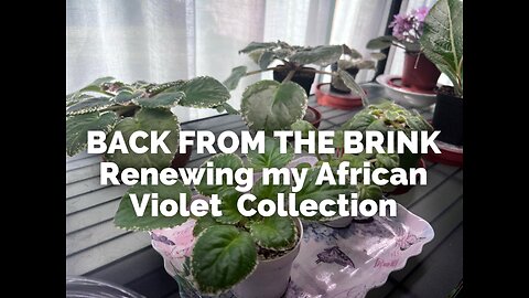 Renewing my African Violet Collection