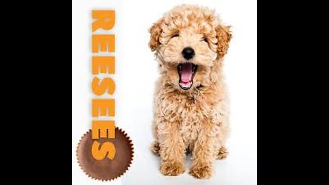 Candy Names for Dogs: For Your Little Sweet Tart