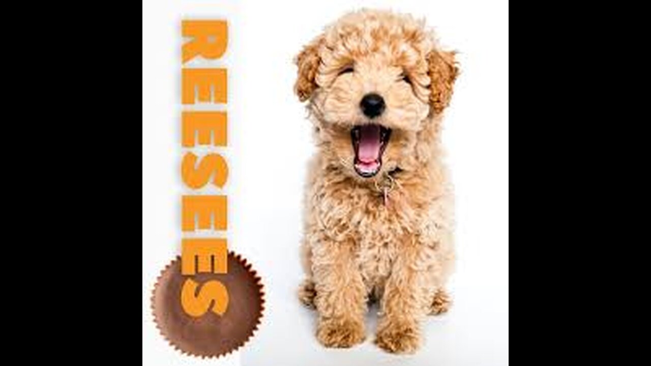 Candy Names for Dogs: For Your Little Sweet Tart