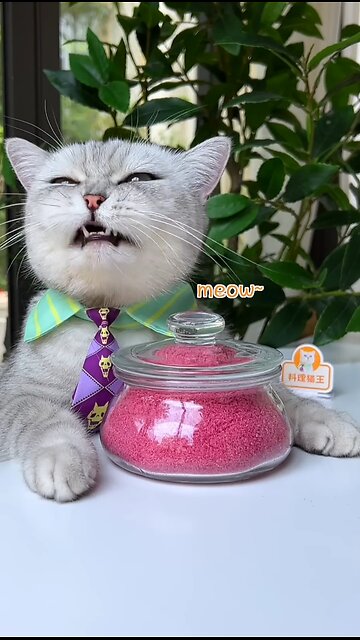 Cat Teaches you How to Make Pink Salt With Rose ！
