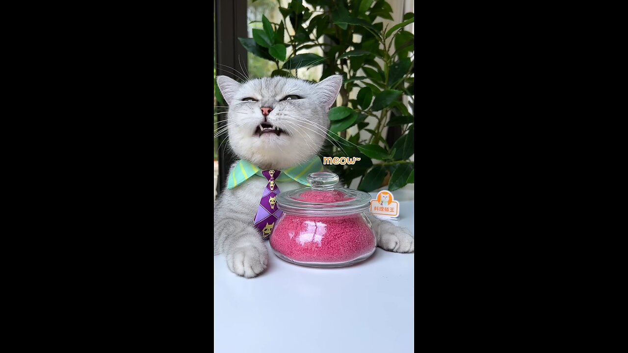 Cat Teaches you How to Make Pink Salt With Rose ！
