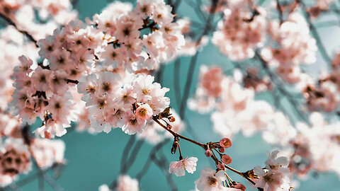 100 Flowers