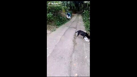 බල්ලන්ගේ හුරතල්
