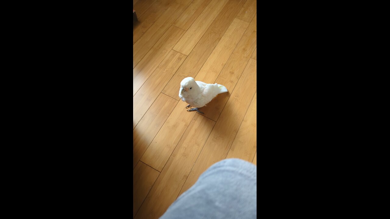 Rotten Bird