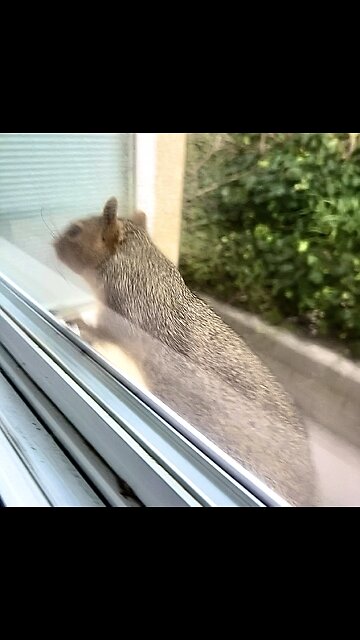 Crackhead squirrel attempts to crash