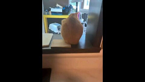 FUNNY 😹 CAT FRANK HILARIOUS MOMENTS 🎬 | MUST WATCH ON RUMBLE