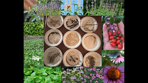 Short video of me Saving Heirloom and Medicinal seeds from the garden/forest 2025