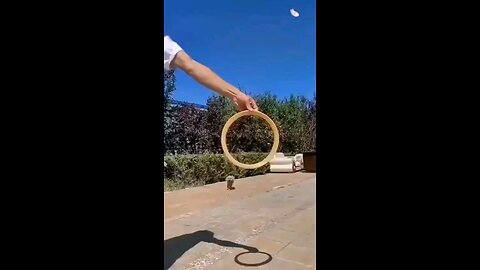 "The Ultimate Cute Animal Video 🐾🌟"