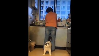 Love All Life Always #313 - Cats: Alert, Protective, Fearless, Empathetic & Great Companions 🥰